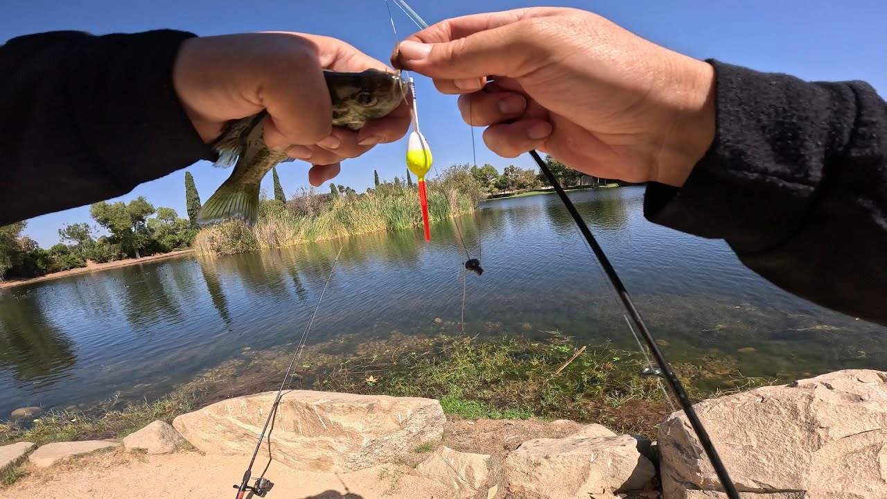 Fishing for bluegill at Santee Lakes!