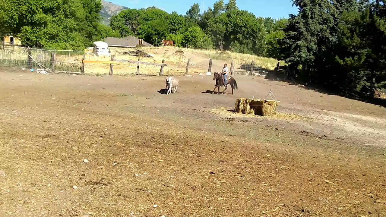 the most valuable animals on the place! teaching young colt to track