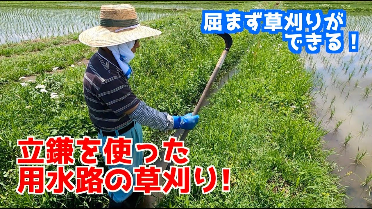 田んぼの用水路を立鎌を使って草刈り！