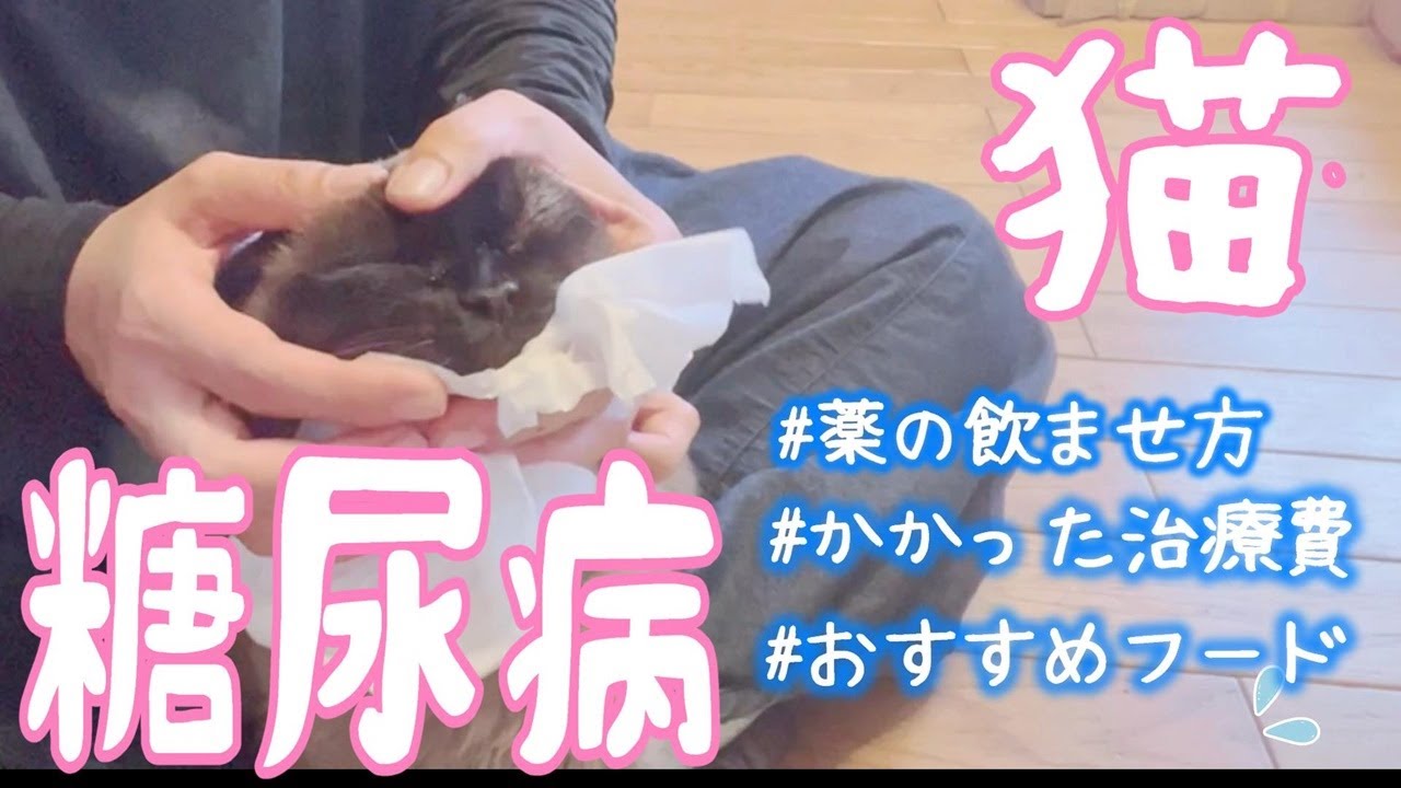 【猫の糖尿病】薬の飲ませ方や、かかった治療費ー我が家の場合【16才トンキニーズ】