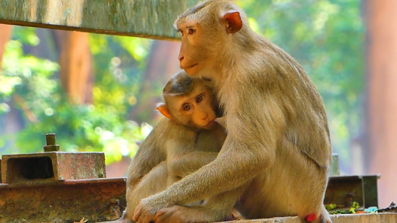 So Sweet 🐒💕 Baby Mollie Gets Milk from Mama Millie – Precious Bonding Moment