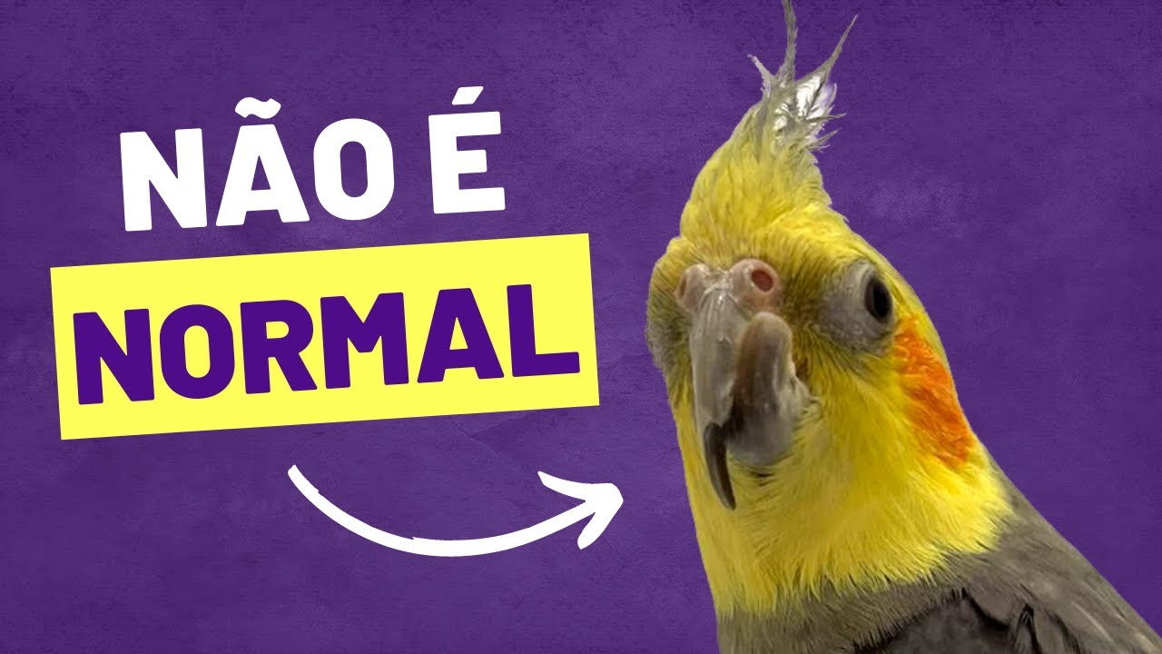 CALOPSITA | BICO CRESCENDO DEMAIS