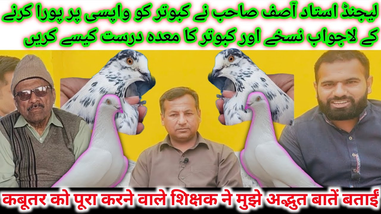 Kabootar Bazi May Arke Ka Istamal Aor Namak Ka   Roll Legend Ustad Ke Zubani||Kabootar Bazi Yazman