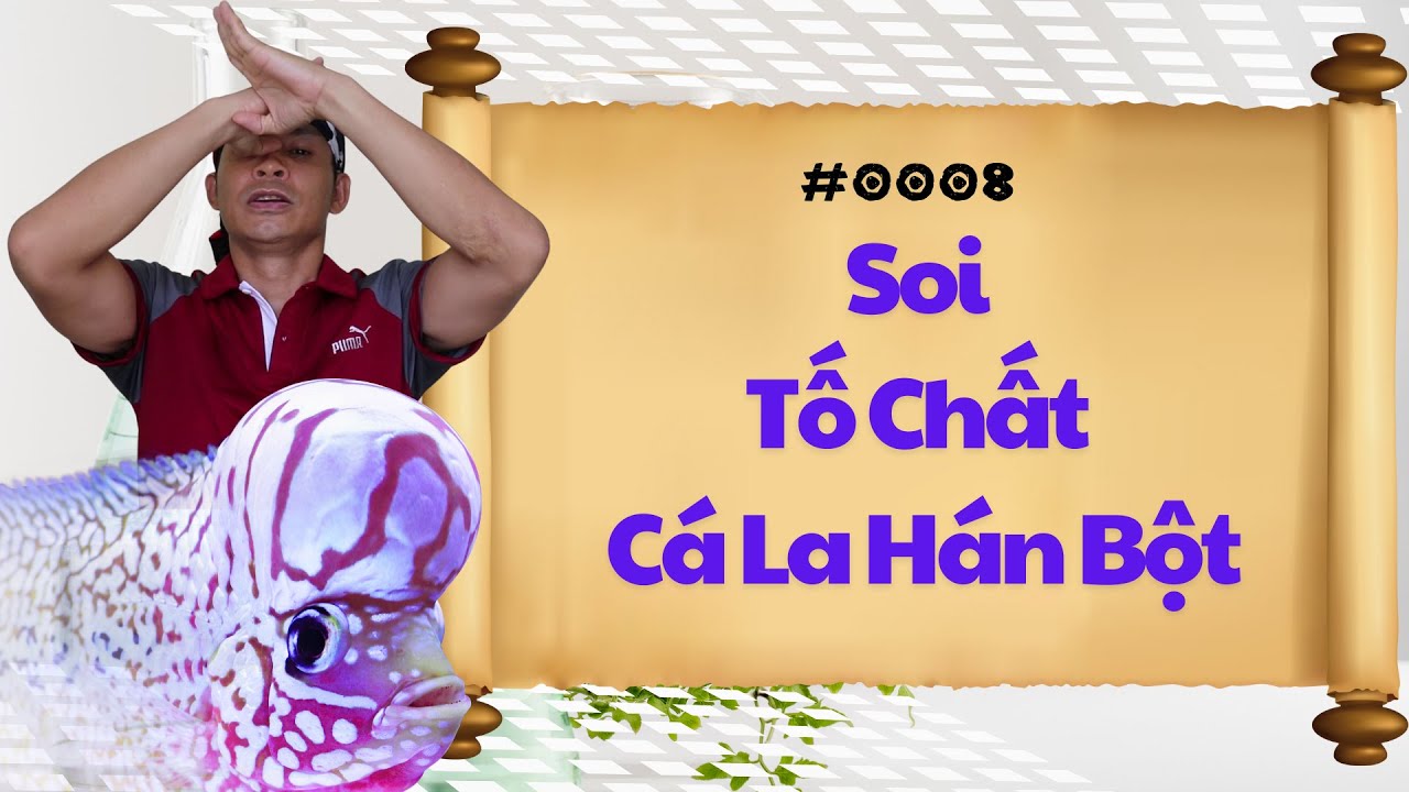 #0008 - Soi Tố Chất Cá La Hán Bột Từ Khi Còn Nhỏ | Phong Thủy Cá Cảnh