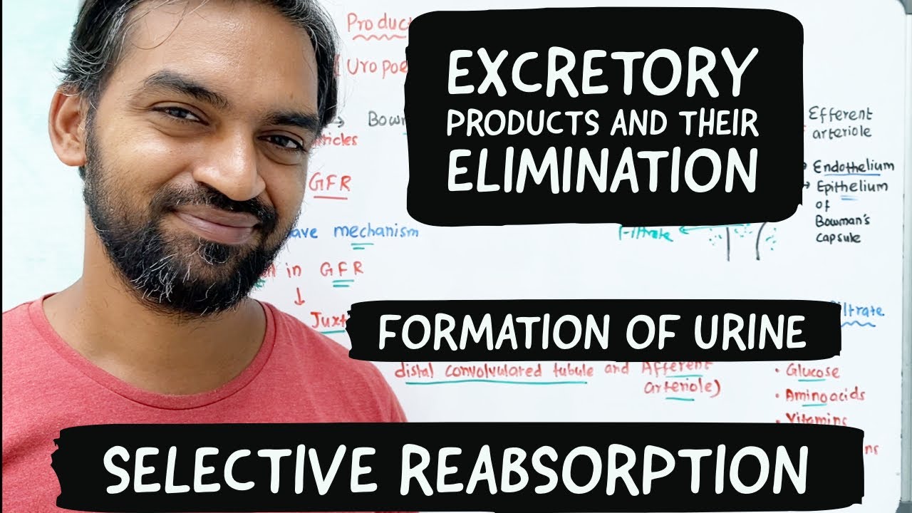 Urine formation | Selective reabsorption | Excretory products and their elimination