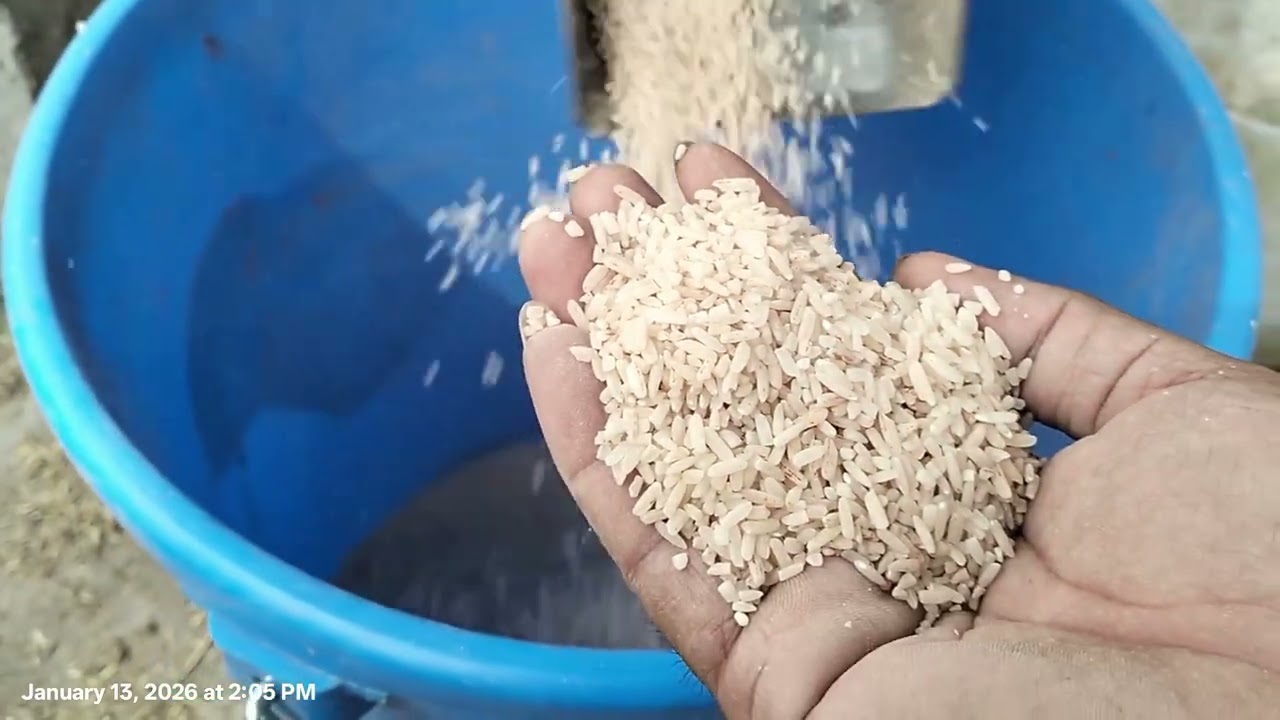 Re-mill, pagpanindot ug pagpalapyo sa bugas.