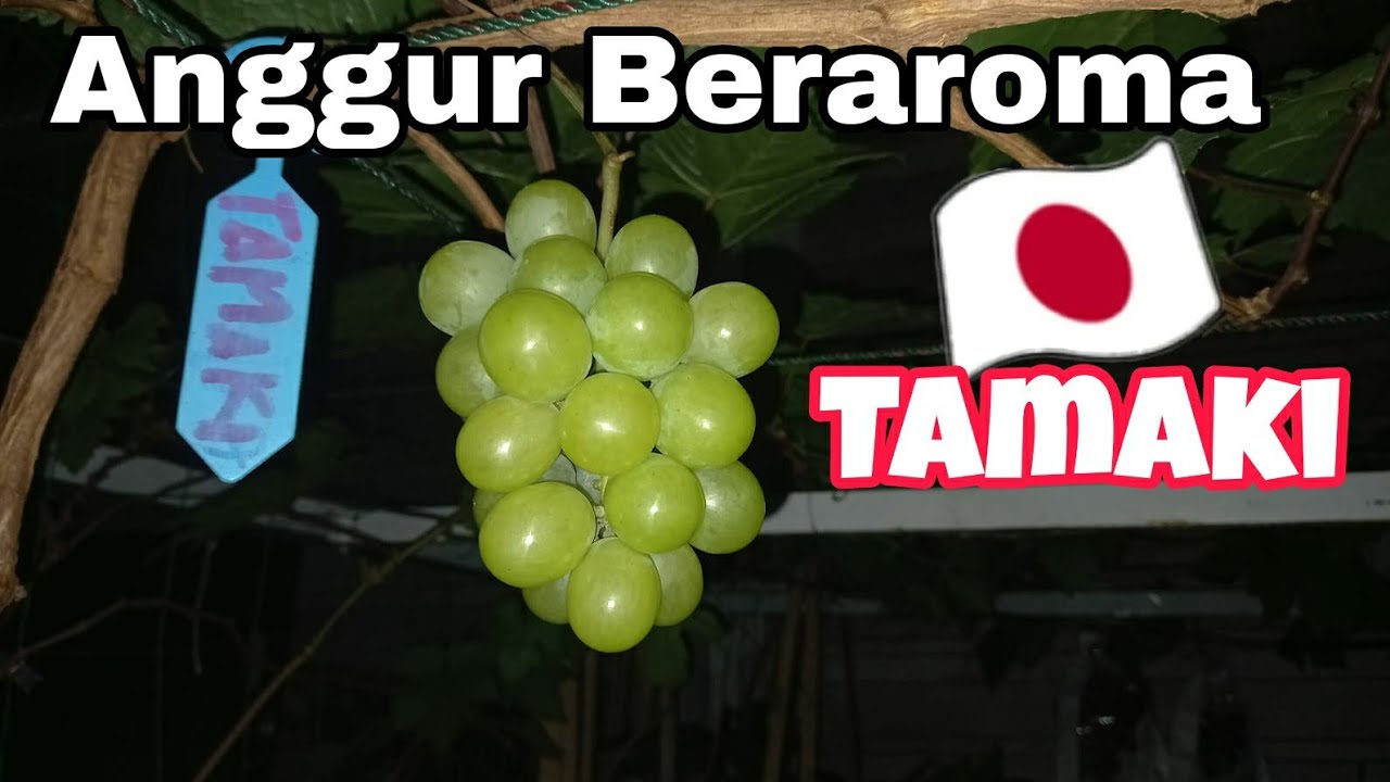 Виноград Тамаки очень вкусный, легко плодоносит.