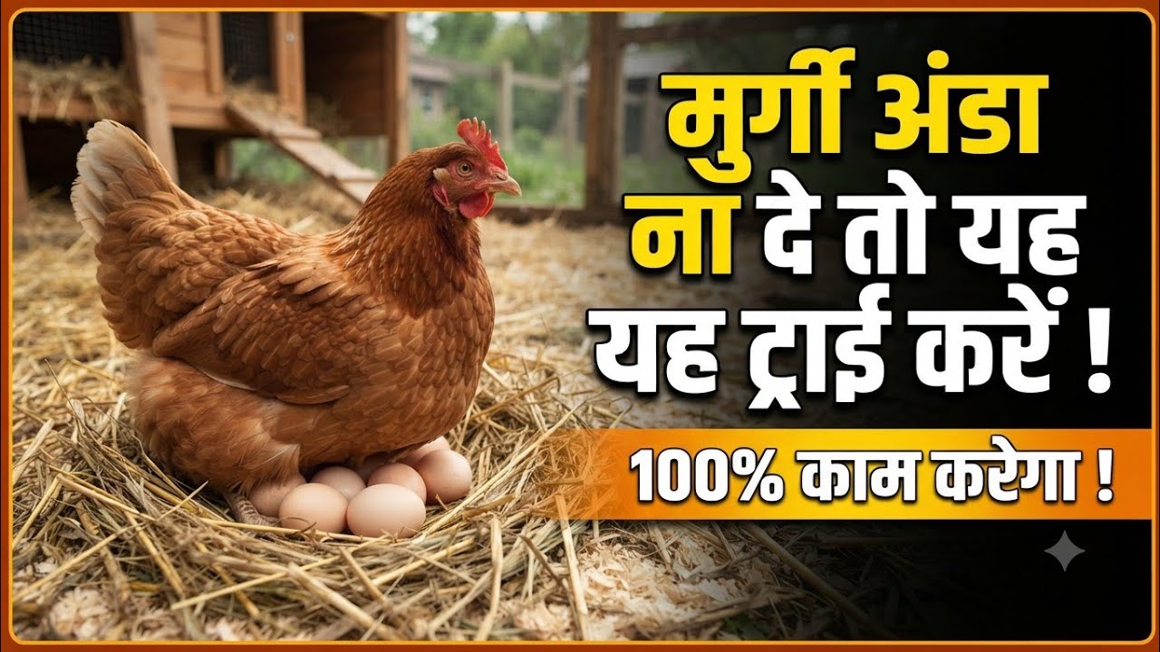 Murgi Anda Nahi De Toh Ye Try Zaroor Kare || 