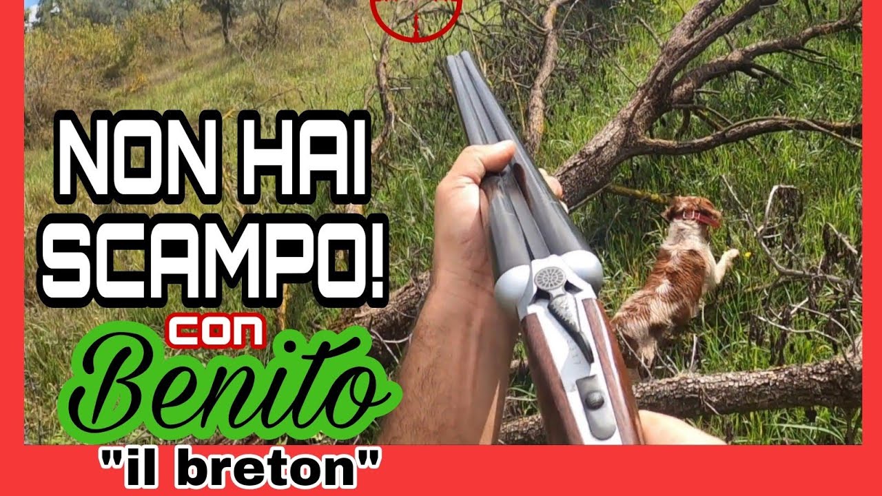 Benito il Breton a caccia di un fagiano pedinatore. Bellissima azione fino al capolavoro finale!
