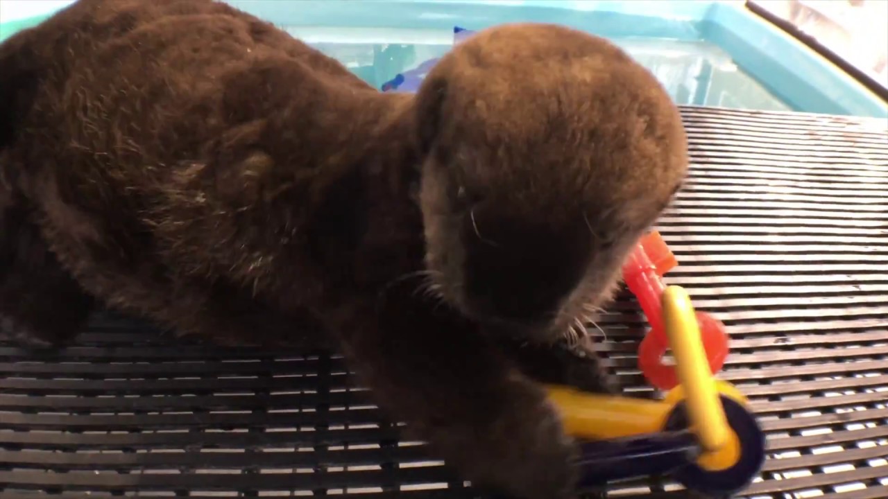 Sea otter ASMR