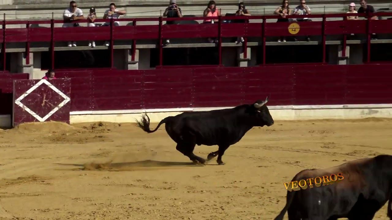 Medina del Campo 2017 Desenjaule