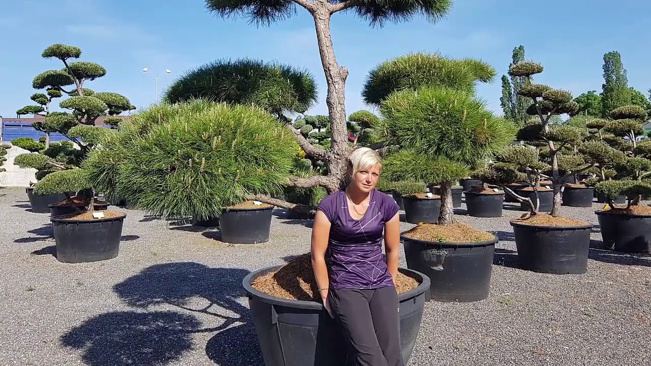 Tvarované stromy (bonsaje) - showroom IMPEKA