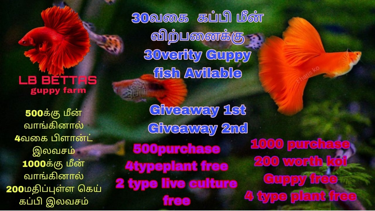 35+ verity guppy stock update🤩35+வகை கப்பி மீன் விற்பனை /Giveaway/lb Betta&Guppy farm