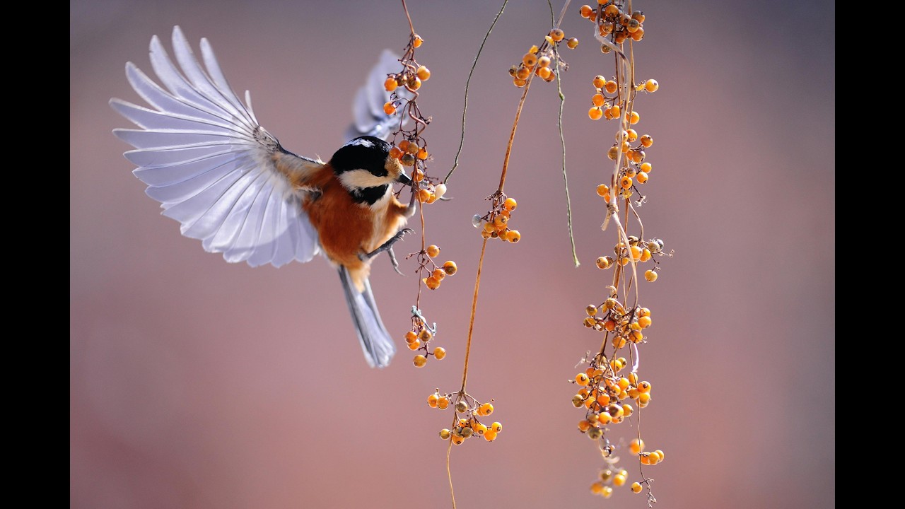 Beautiful Nature & Bird Sounds 🌿🐦 Relaxing 4K Ambience for Stress Relief & Sleep