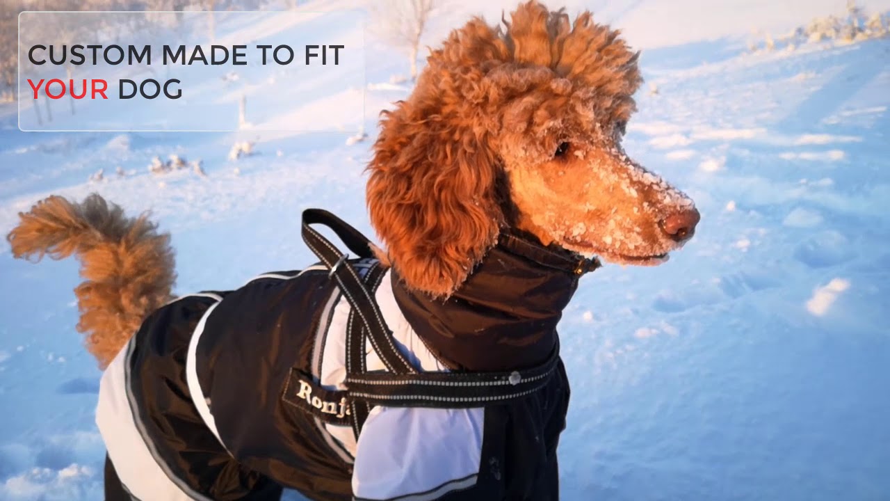 Best Custom Dog Coats