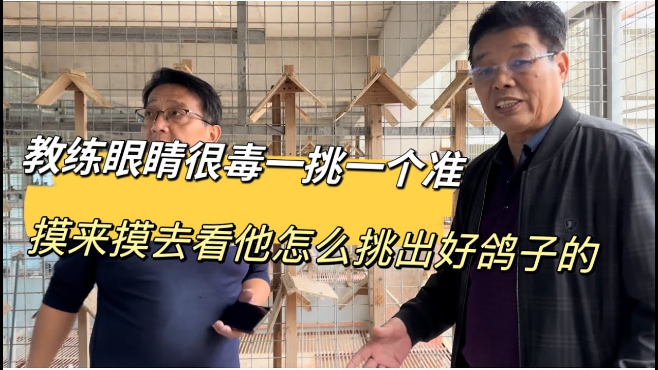 鸽友拜托阿米诺现场挑选林祖国鸽子，教练挑鸽子有一手一挑一个准