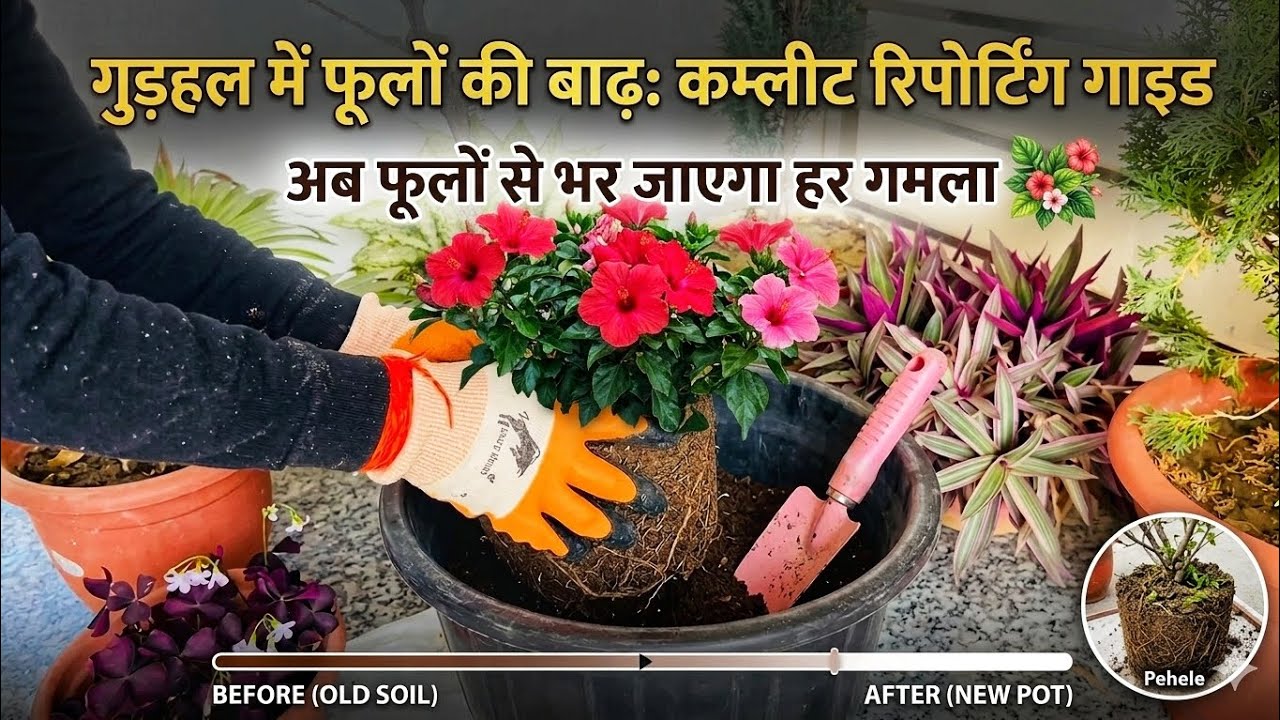 ​Gudhal ki Repotting ka Sahi Tarika | Hibiscus Plant Care Tips 🌺 #gudhalplant #hibiscus #plantcare