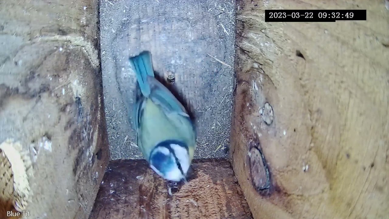 Blue tit box