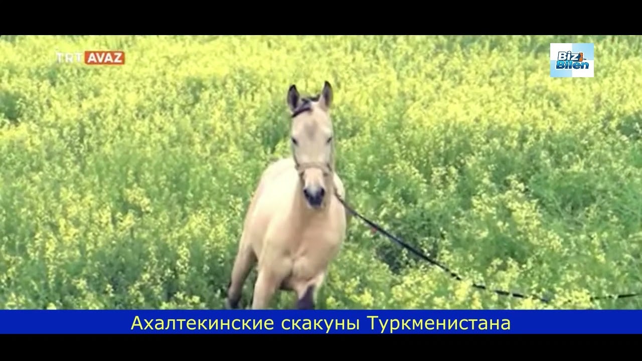 Ахалтекинские скакуны Туркменистана