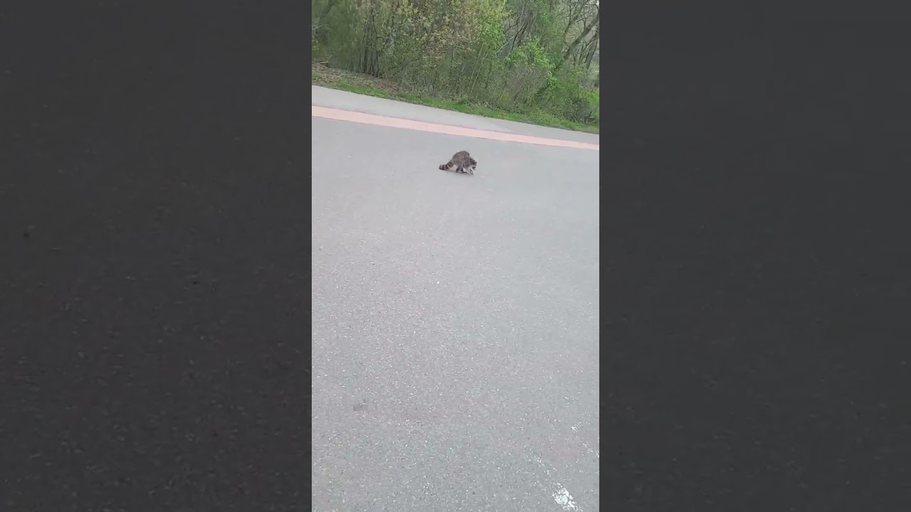 poor raccoon has rabies I called the city #raccoon #wildlife #animals #rabies #hobo