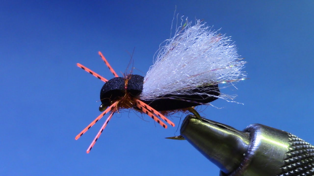 Expo Cicada