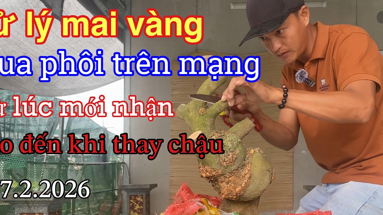 Xử lý phôi mai vàng từ giai đoạn(còn đất)đến lúc thay và(ép chậu) tạo bonsai từ nhà vườn