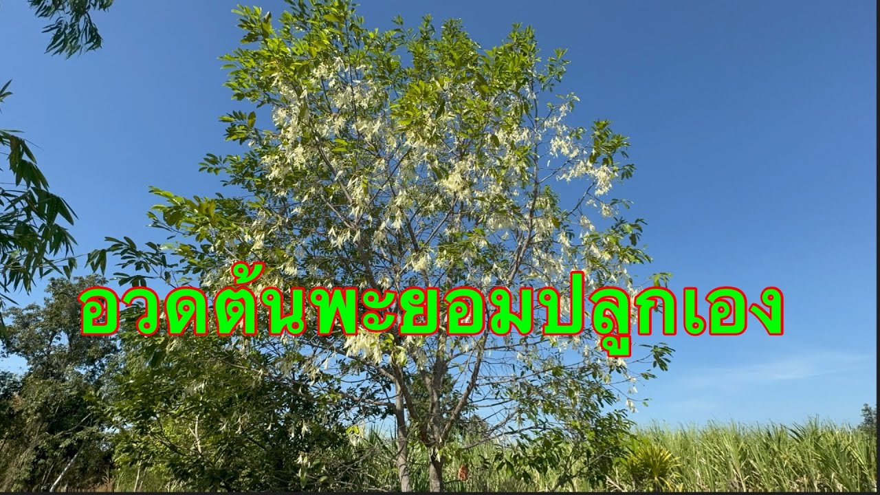 อวดต้นพะยอม-ไม้ล้ำค่า