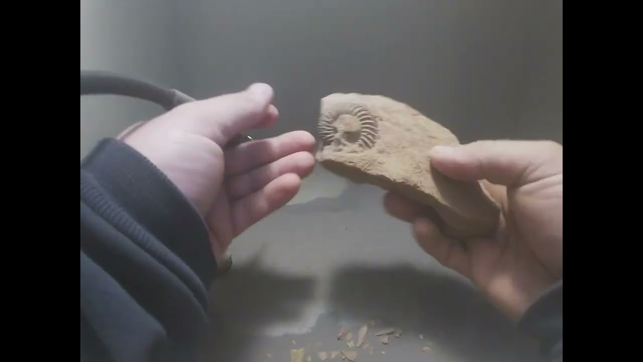 Prepping a Medium Sized Parkinsonia Ammonite