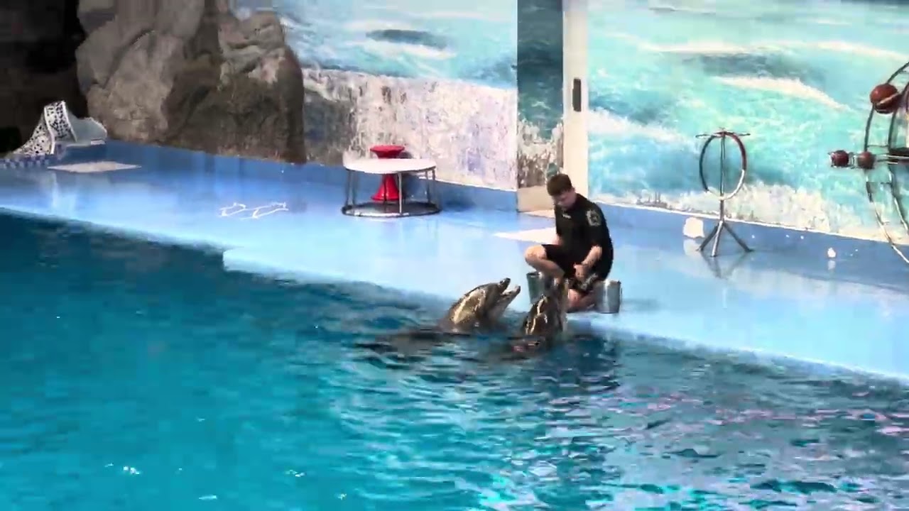 Dolphin Show at Dubai Dolphinarium  #dubai #dubaidolphinarium 