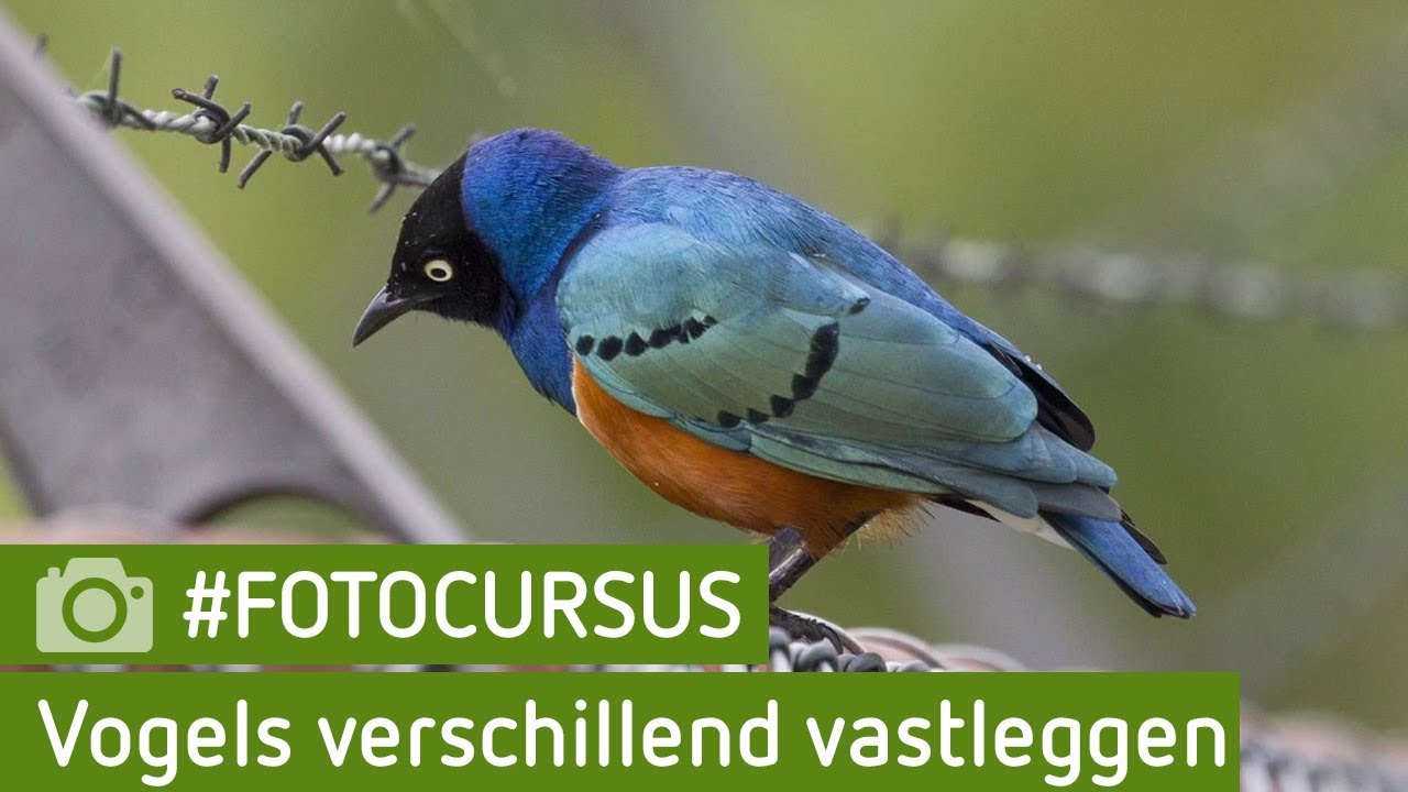 De vogel vastleggen op verschillende manieren | #FOTOCURSUS