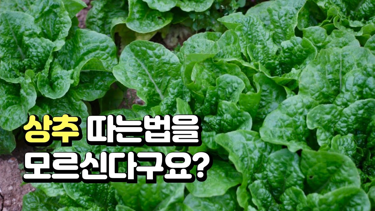 상추 수확하는 방법, 제대로 따야 오랫동안 드실 수 있어요.