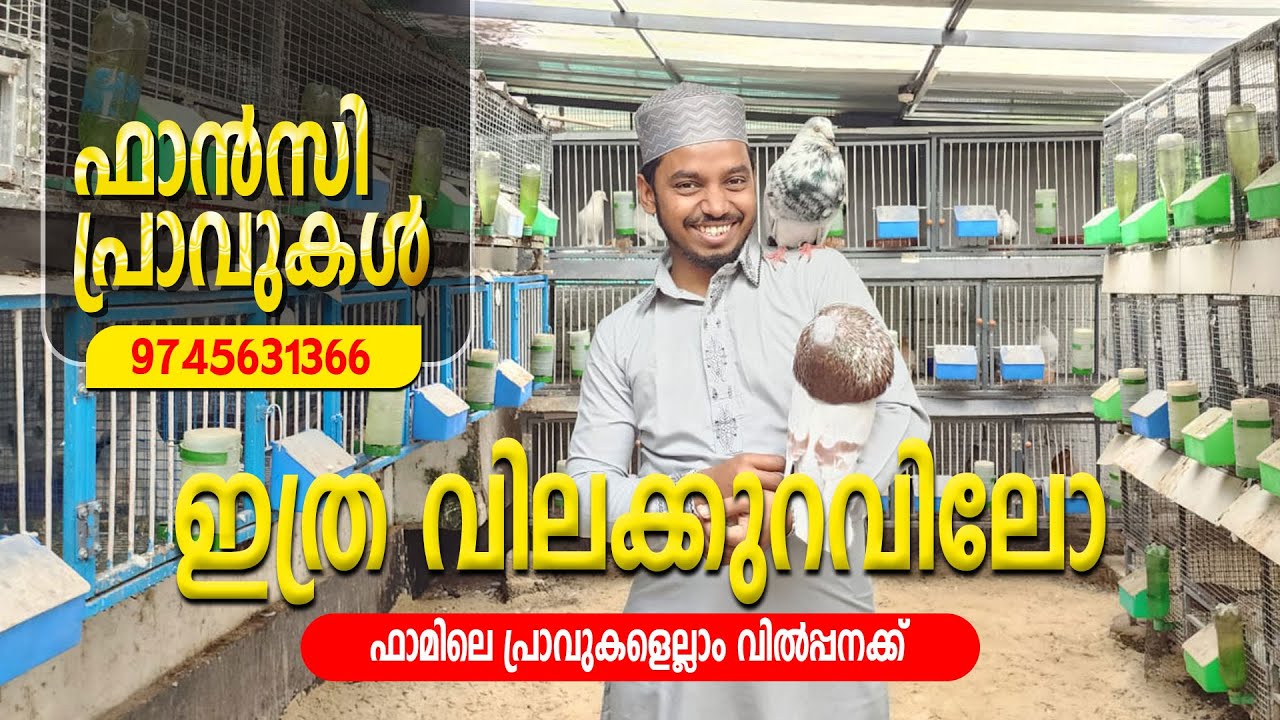 ഫാൻസി പ്രാവുകൾ ഇത്രയും വിലക്കുറവിലോ || 0051 || Hakkim Pets World