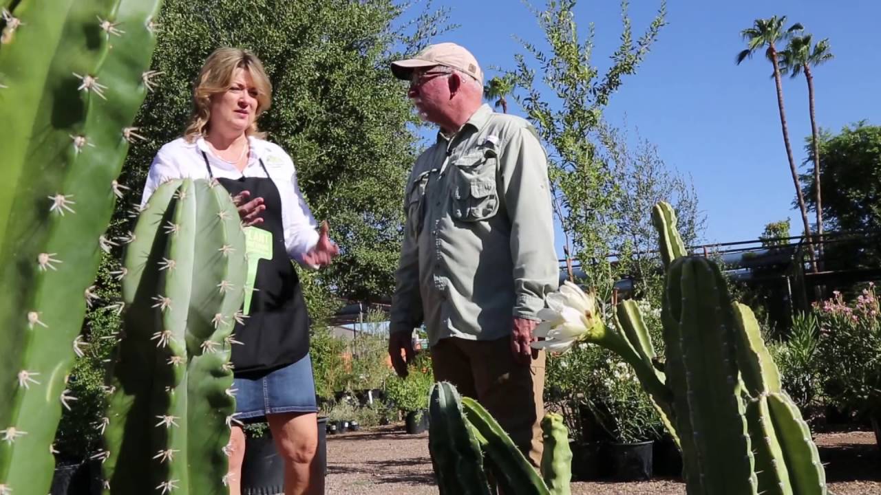 How to Select Low Water Use Plants That Thrive | Part 3 of 10
