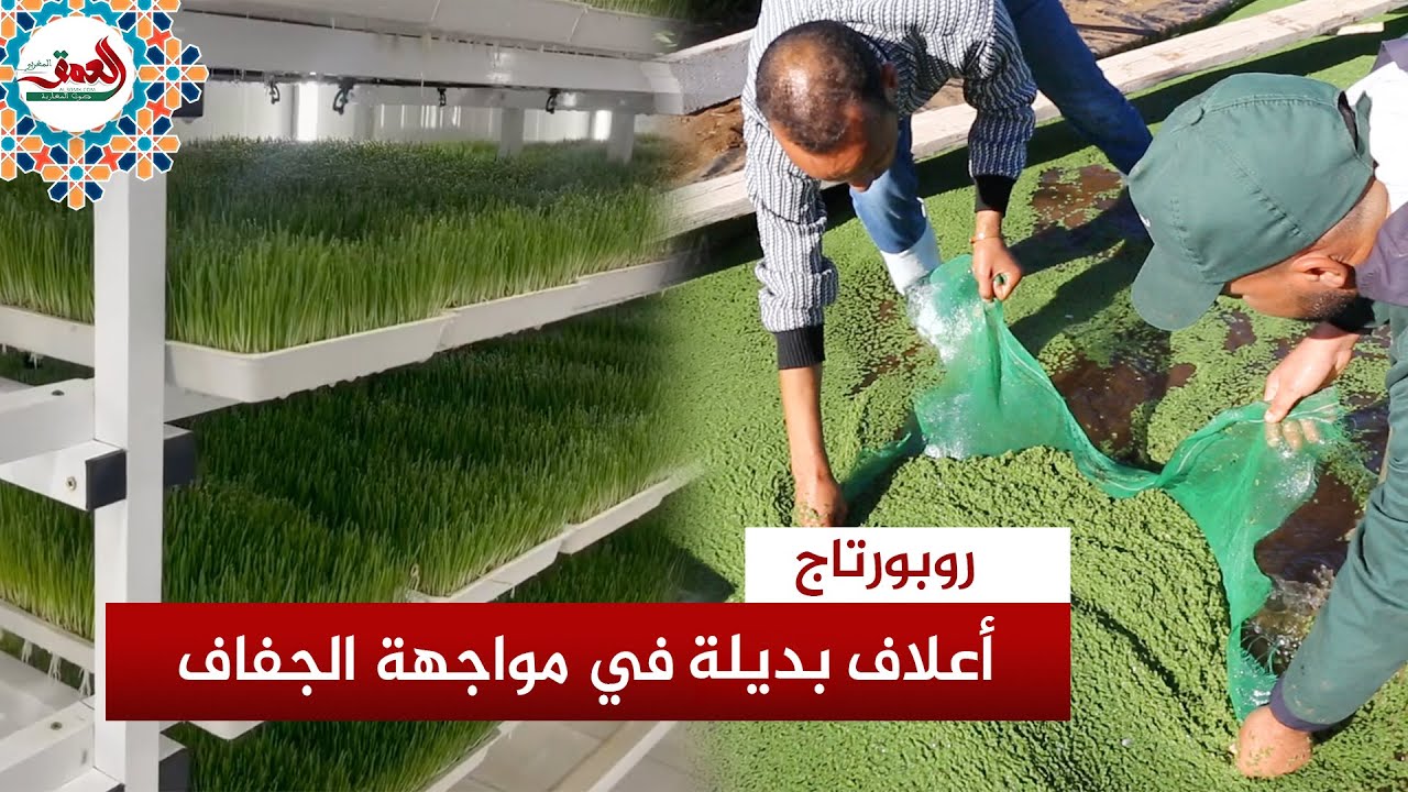 الأعلاف البديلة.. حلول مبتكرة لمواجهة الجفاف وتقليل تكاليف علف المواشي والدواجن