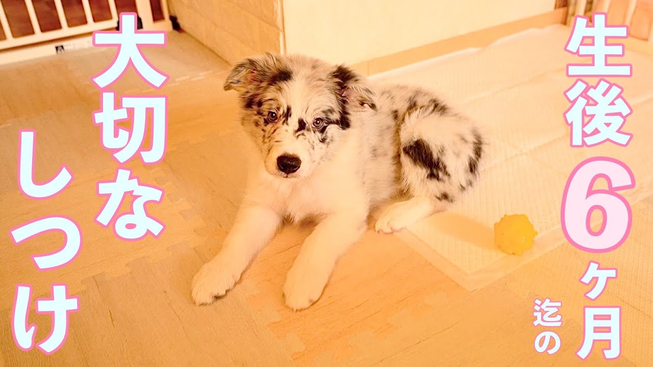 [犬のしつけ] やってて良かった！生後6ヶ月までの子犬の躾トレーニング３選 / これから犬を飼う方へ　〜Bordercollieとぺぇーさん家〜