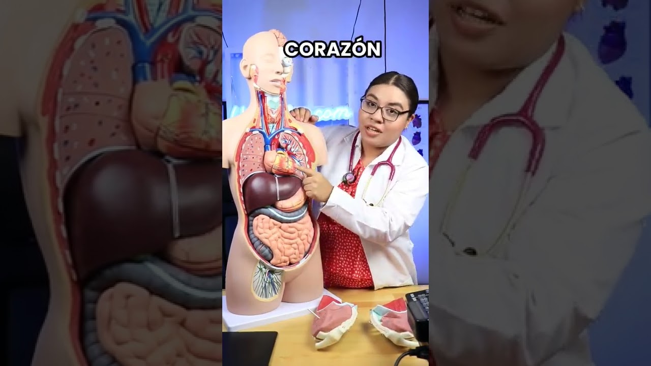 Aprendiendo los &oacute;rganos nivel I