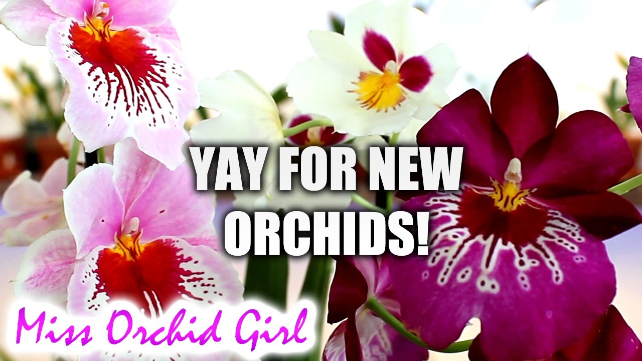 New Phalaenopsis and Miltoniopsis Orchids!
