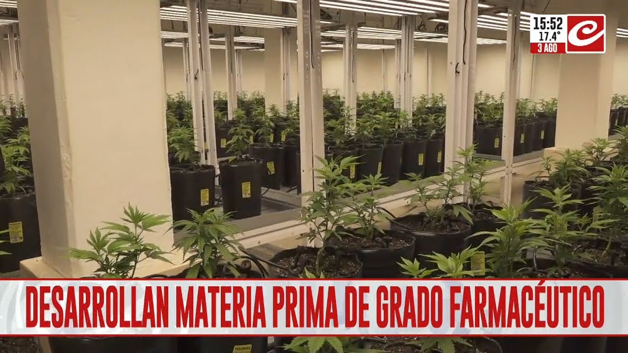 Se inaugur&oacute; el primer cultivo de cannabis medicinal indoor a gran escala en Mendoza