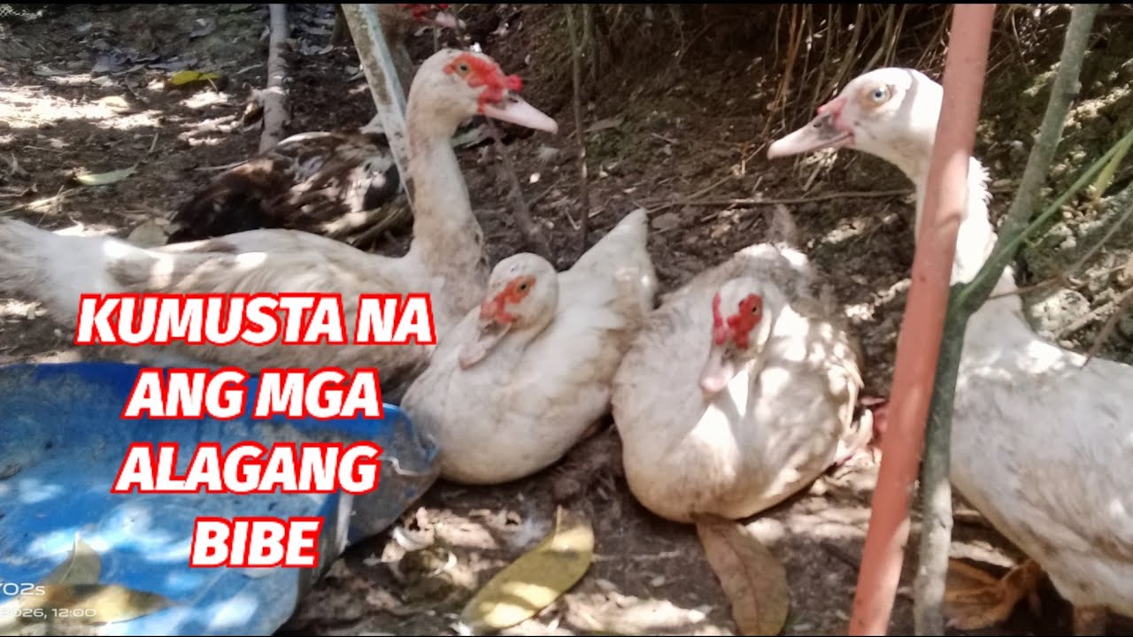 KUMUSTA NA ANG MGA ALAGANG BIBE