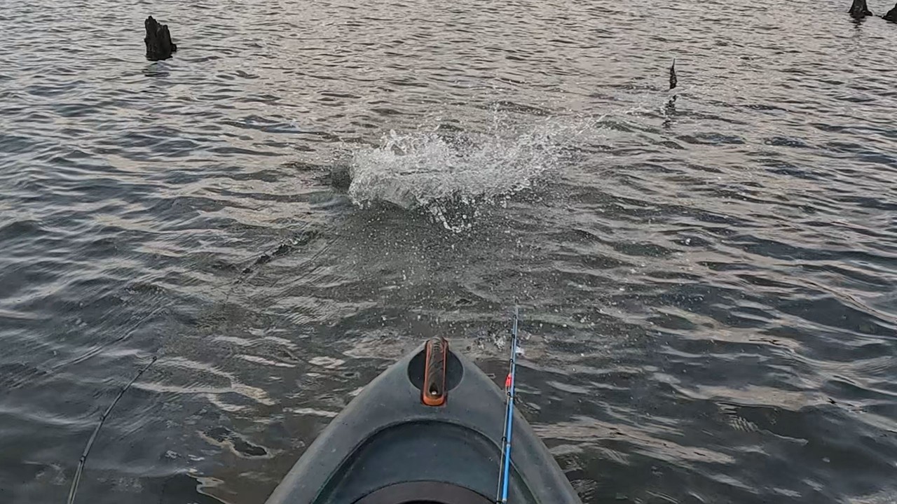 Tava difícil de sentir o cheiro do peixe, mas deu certo!!! DIA DESAFIADOR NA PESCARIA DE TUCUNARÉ.