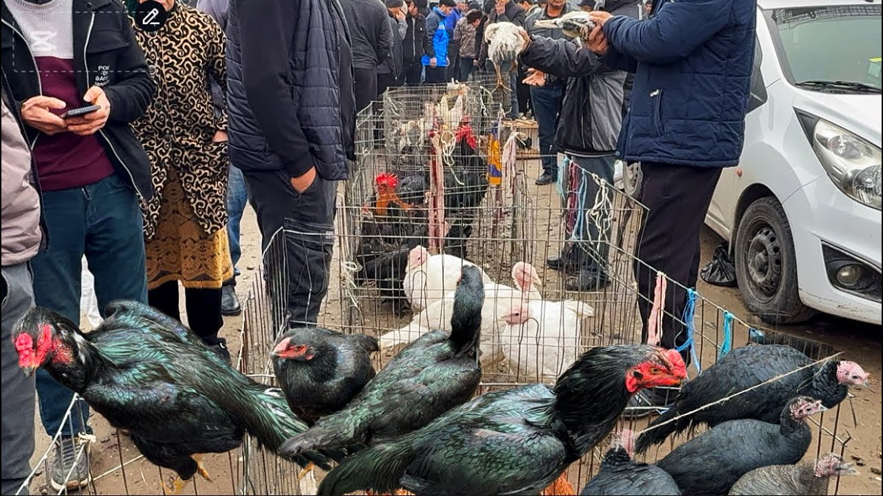 👁️ NAMANGAN TOSHBULOQ PARANDA POZORI DAKANLAR VA HARHIL TURDAGILARI 2025_12_11_dekabir.