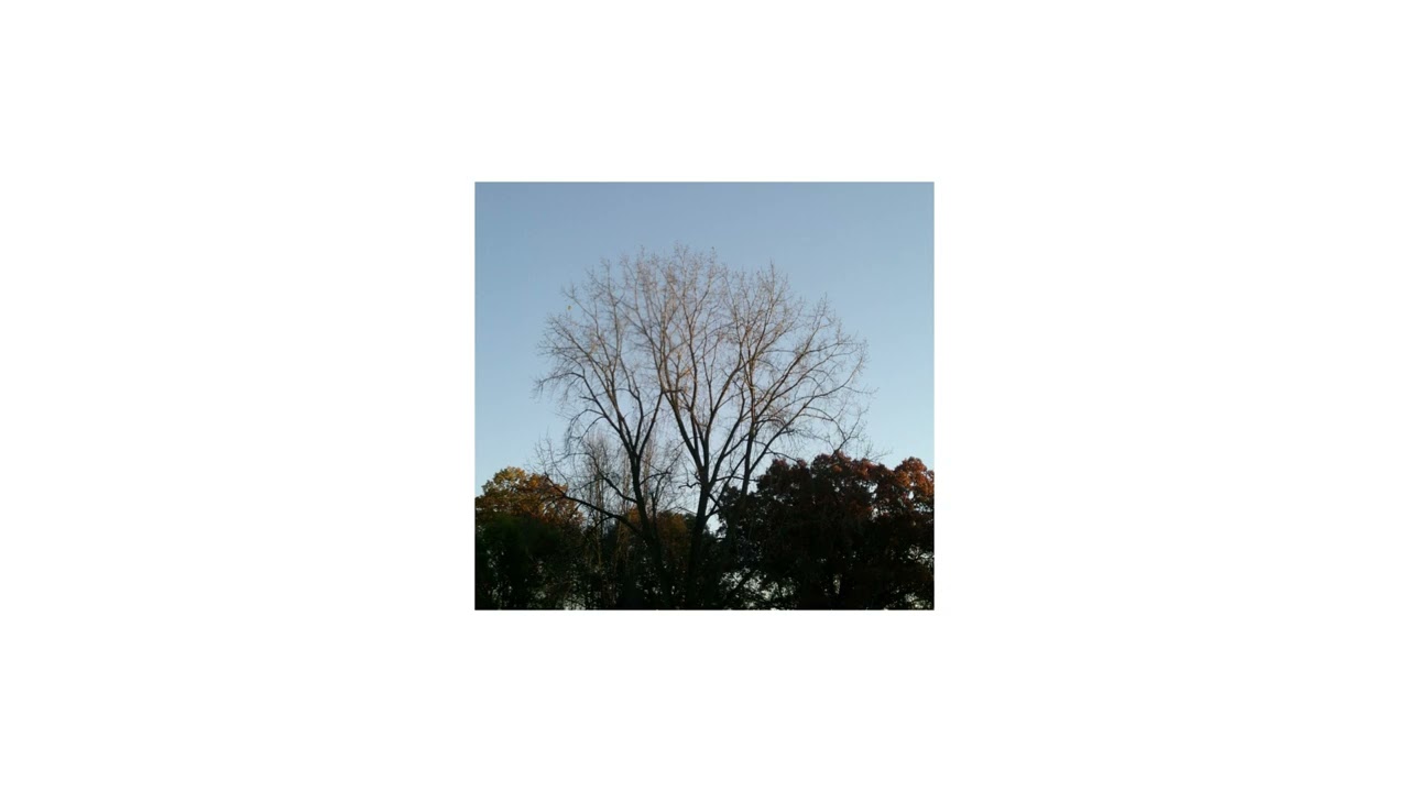 free sign crushes motorist + duster type beat - 