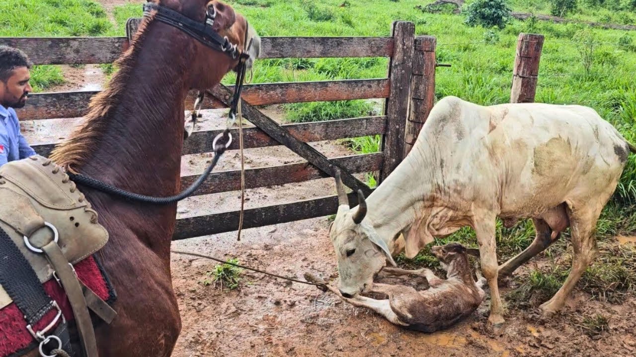 A VACA MAIS BRAVA DA FAZENDA VEIO ME PEGAR😰