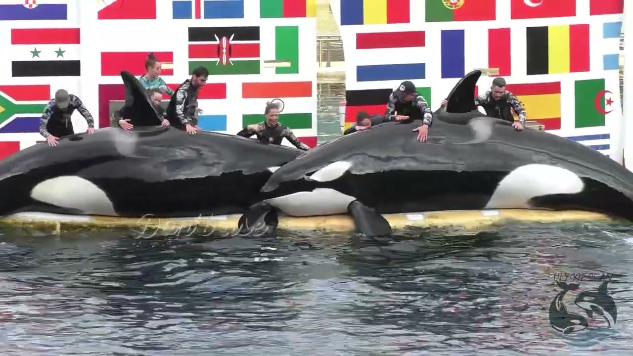 One year ago: last Orca Show at Marineland Antibes January 2025