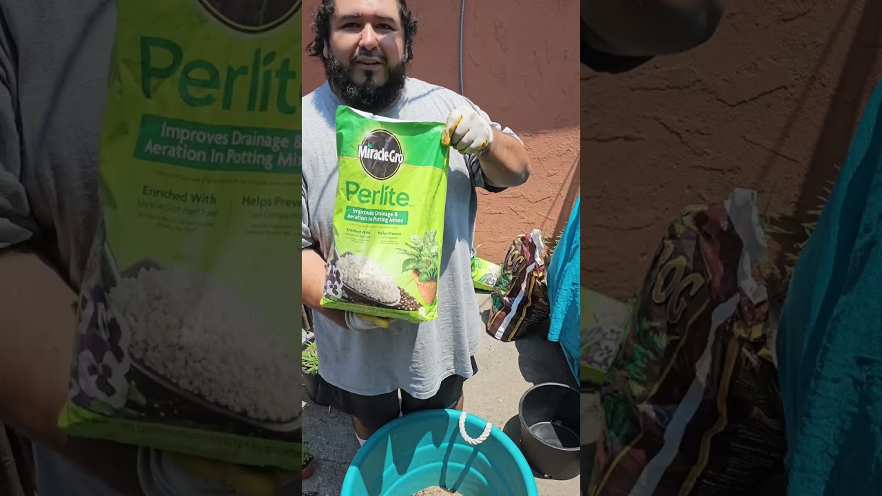 Transplanting Alien OG 👽 Clone #cannabis #cannabiseducation #gardening #420  #firsttimegrower  #weed