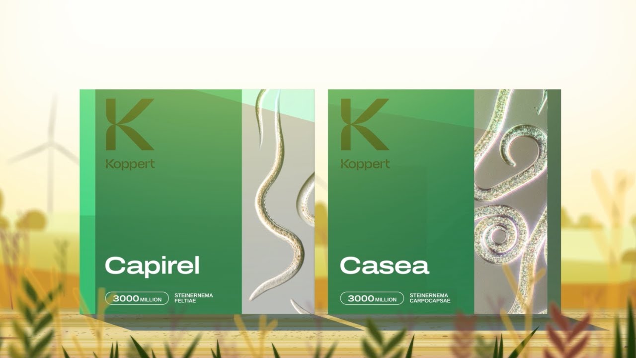 Nematodos beneficiosos para el control biológico de plagas: Aplique una solución llena de vida.
