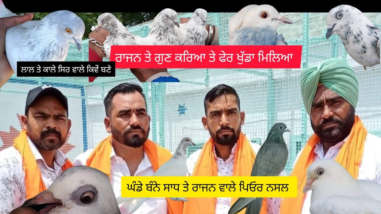 Sarpanch Lalluana De Wadde Jode Rajan Te Saadh Wale #kabootar #gaggaraisar #shonk #trending