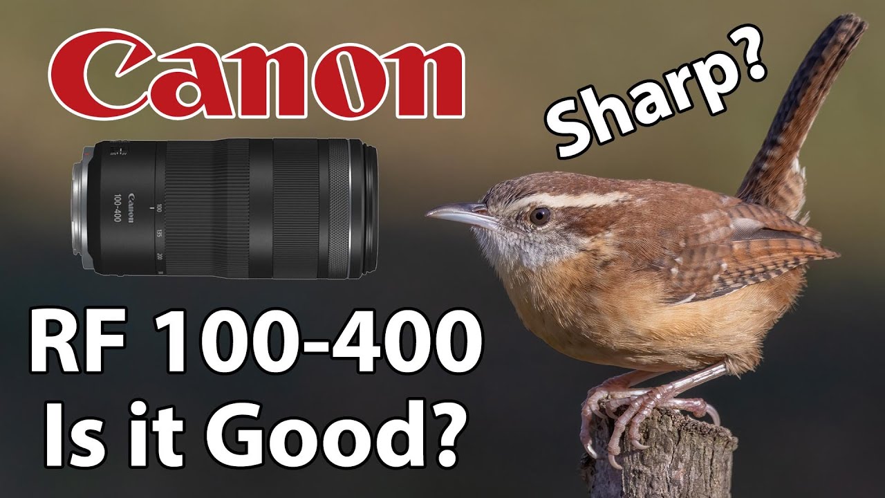 Фотосъёмка птиц на Canon RF 100-400 с помощью EOS R7: хорош ли RF 100-400? Резкий ли RF 100-400?