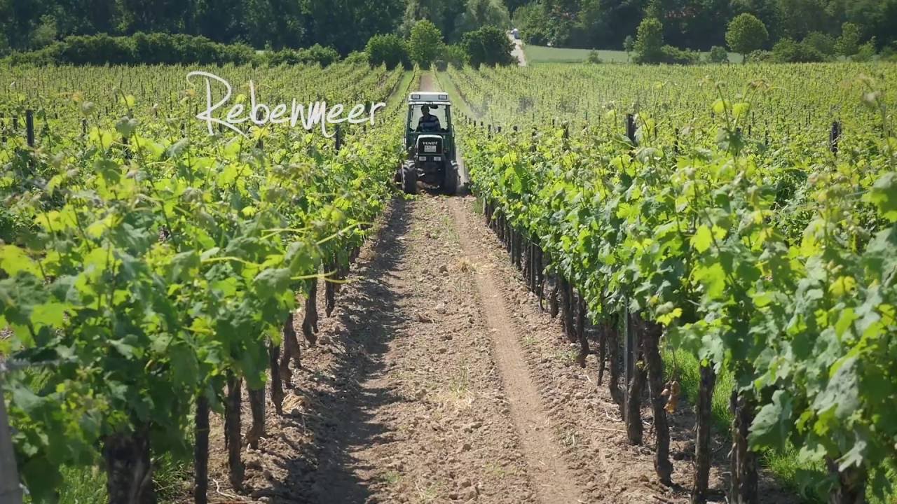 Urlaub in Rheinland-Pfalz: Rheinhessen