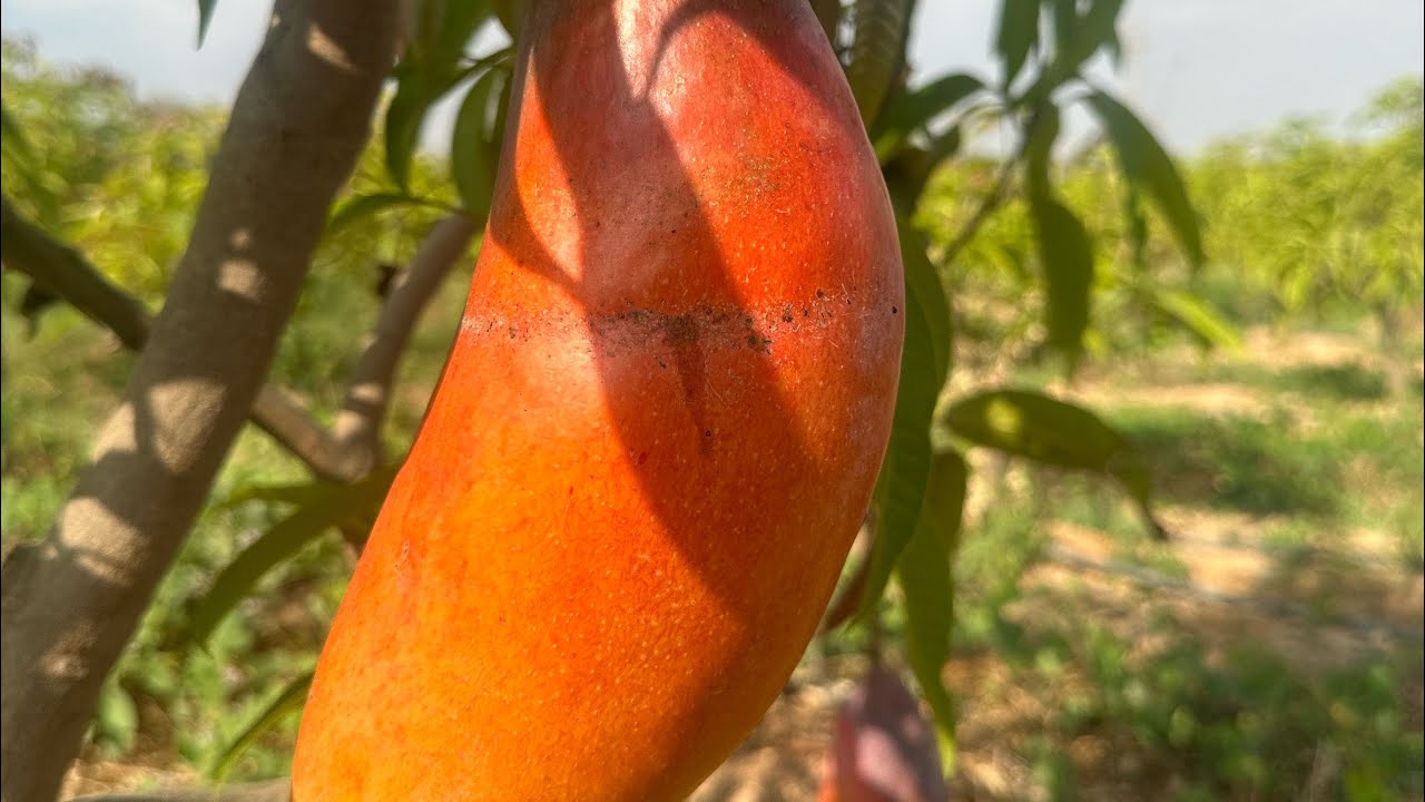 ابداعات الصفوة للتنمية الزراعية